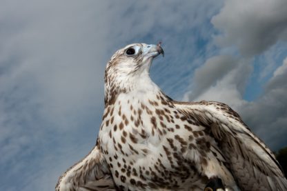 gyr/saker hybrid against blue sky