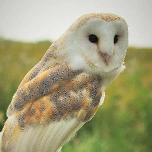Picture of Willow