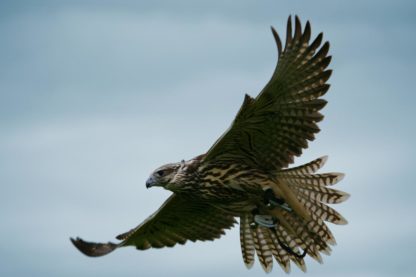 flying longwing raptor