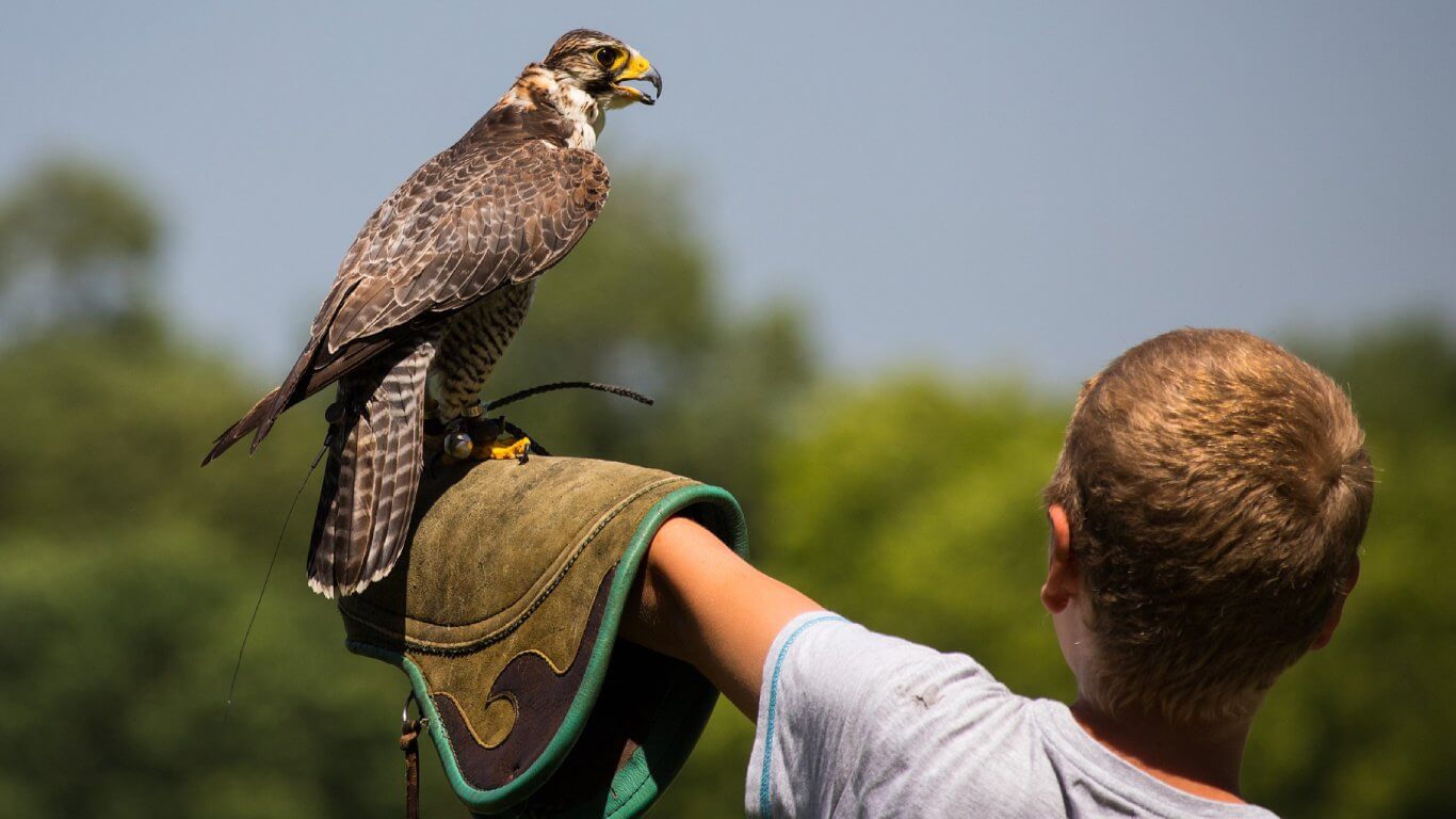 Boy with falcon on glove at The Falconry School