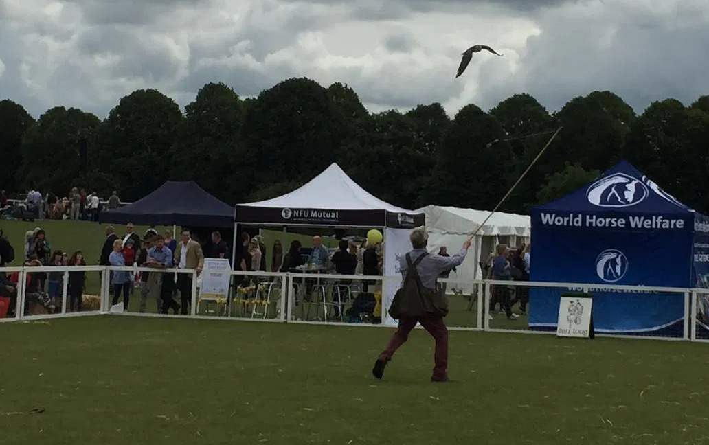 Ben Long with a falconry display during the Gloucestershire Festival of Polo