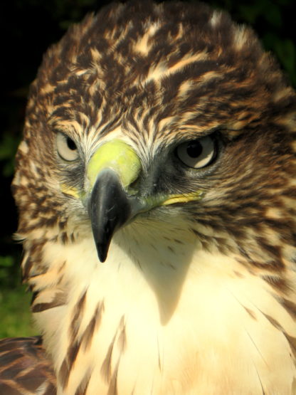 photo of the head of a Ferruginous Buzzard x Redtailed Buzzard hybrid