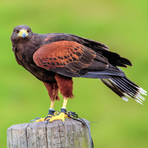 close up of harris hawk sitting on pole in field