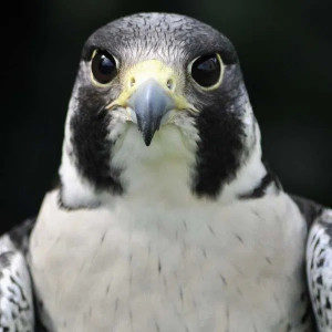 Picture of Coda