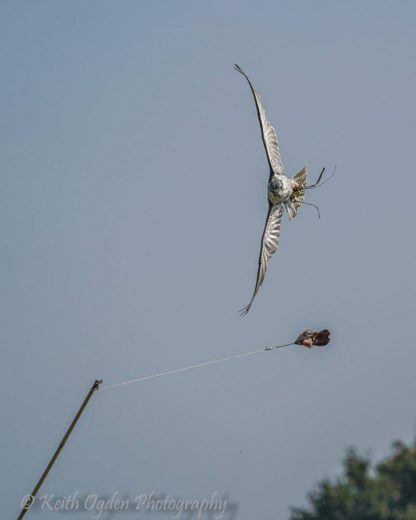 stooping falcon at The Falconry School