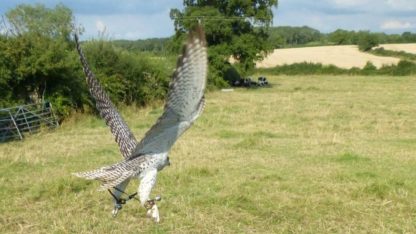 falcon flying close to ground at The Falconry School