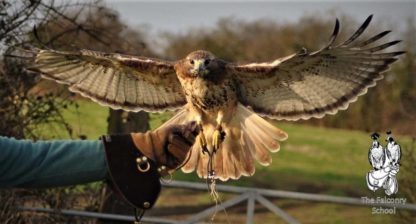 Flying Redtail at The Falconry School