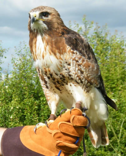 redtailed buzzard on glove