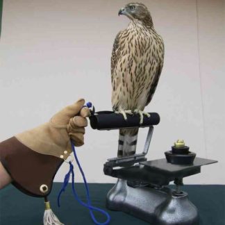 Advanced and Bespoke Courses