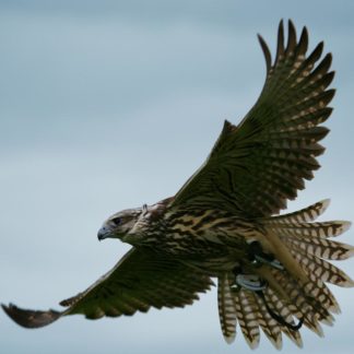 flying longwing raptor