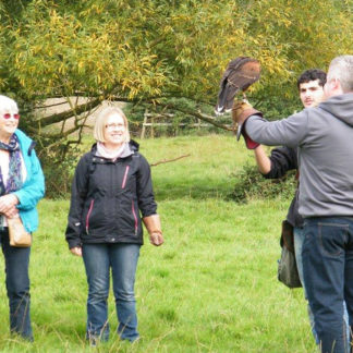 Group enjoying a falconry experience day at The Falconry School